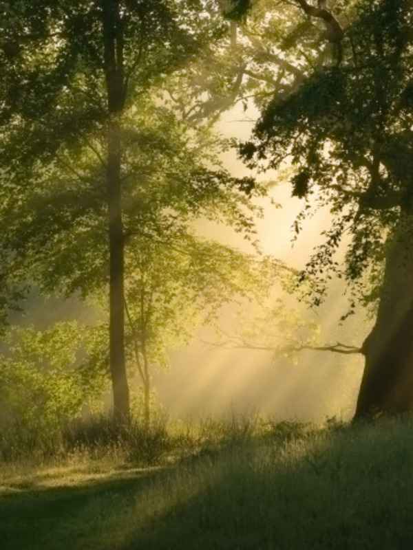 منظر طبيعي هادئ بأشجار وإضاءة لطيفة